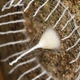 Illustration for article titled Can You Identify a Mystery Cocoon Which Has the Whole Internet Stumped?